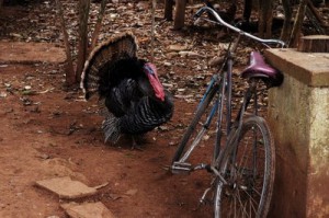 Ride Your Bike Turkey